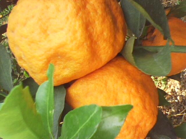 供應(yīng)紅提葡萄的主產(chǎn)地，大量紅提葡萄供應(yīng)商，大量紅提葡萄批發(fā)價(jià)格