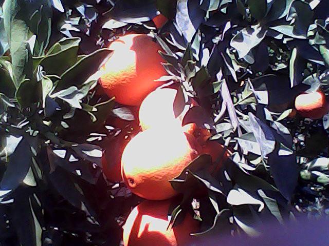 供應(yīng)云南大理紅提葡萄批發(fā)價(jià)，云南紅提葡萄價(jià)錢(qián)，云南紅提葡萄批發(fā)