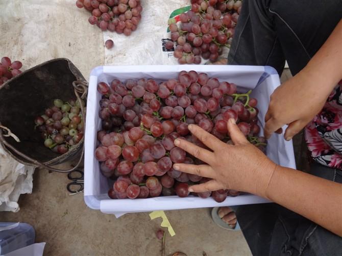 云南紅提葡萄的故鄉(xiāng)，紅提葡萄代理，紅提葡萄經(jīng)銷商 北京紅提葡萄的故鄉(xiāng)