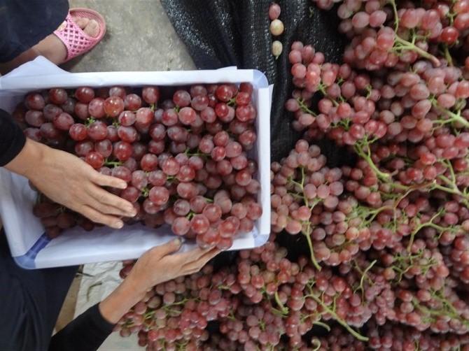 中國(guó)紅提葡萄的主產(chǎn)地/云南大理賓川紅提葡萄 湖北武漢優(yōu)質(zhì)紅提葡萄批發(fā)供應(yīng)