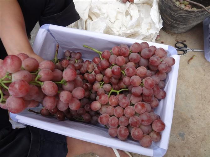 供應(yīng)云南大理紅提葡萄價(jià)格 河南優(yōu)質(zhì)紅提葡萄價(jià)格