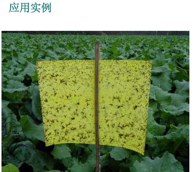 重慶廠家批發(fā)誘蟲板粘蟲板黃板2515滿100張包