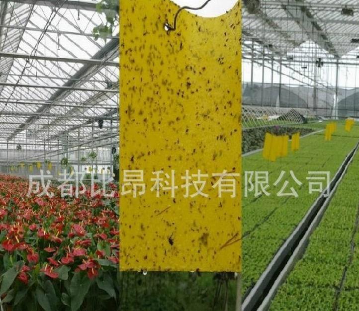 河南張家口進口強力膠粘蟲黃板殺蟲板黃板籃板殺蟲板誘蟲板