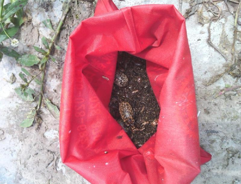 供應(yīng)220V頻振式殺蟲燈廠家、*式殺蟲類、殺蟲燈報價、農(nóng)用殺蟲燈