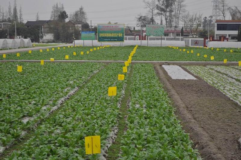 四川成都廠家批發(fā)雙面粘蟲黃板誘蟲板殺蟲板物理防蟲懸掛式2520厘米