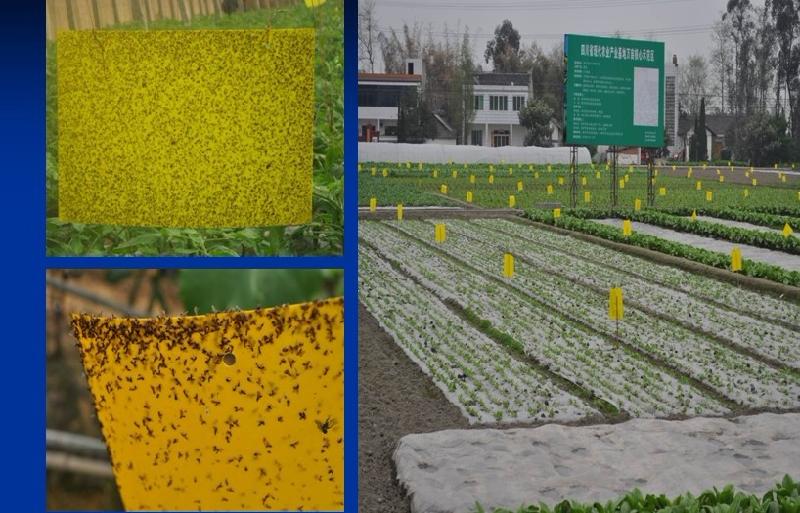 誘蟲板粘蟲板黃板2515滿100張包圖片