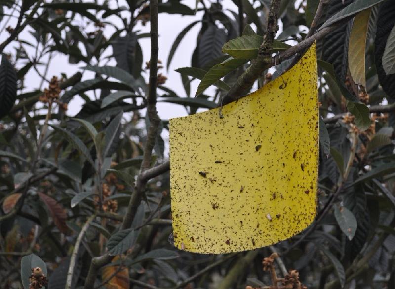 供應雙面覆膜誘蟲板報價，雙面覆膜誘蟲板供應，雙面覆膜誘蟲板價格