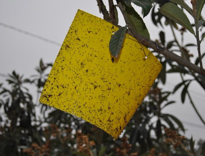 四川成都廠家批發(fā)雙面粘蟲黃板誘蟲板殺蟲板物理防蟲懸掛式2520厘米