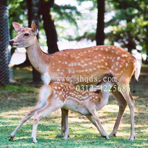 仿真動植物圖片/仿真動植物樣板圖 (3)