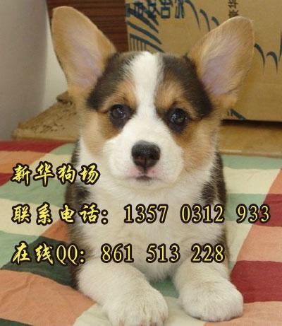 广州哪里有卖两色三色柯基犬 什么地方有卖宠物狗柯基犬 广州有没有狗场