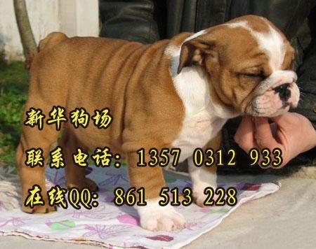 英国斗牛犬老虎狗斗牛图片