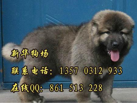 广州哪里有卖护卫犬高加索 巨型犬高加索边度有卖 广州附近有没有狗场图片