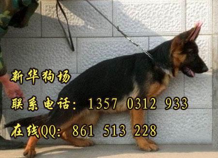 广州狼狗德牧 纯种德国牧羊犬什么地方有卖 广州市哪里有卖黑背德牧图片