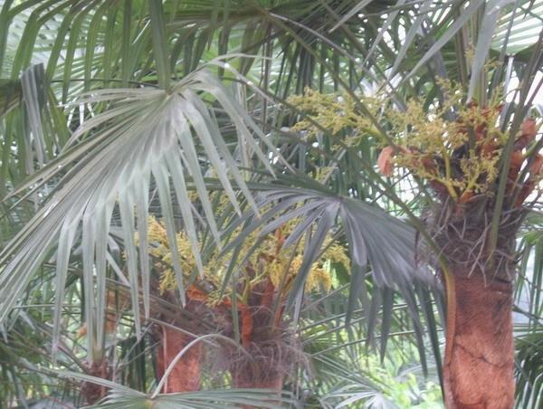 供應山棕床墊廠家直銷