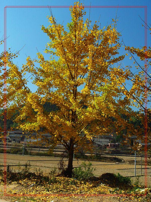 邳州銀杏圖片/邳州銀杏樣板圖 (2)