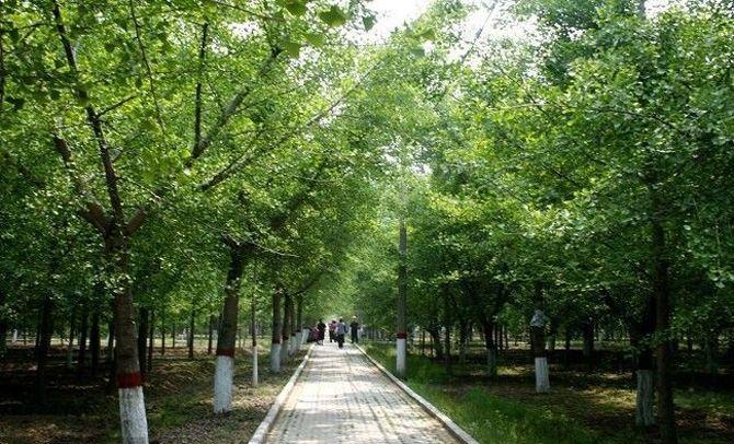 供應(yīng)銀杏實(shí)生樹(shù)