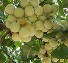 供應(yīng)銀杏樹實生樹