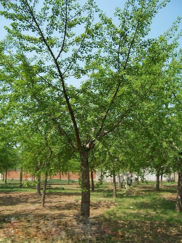 銀杏樹嫁接苗圖片/銀杏樹嫁接苗樣板圖 (4)