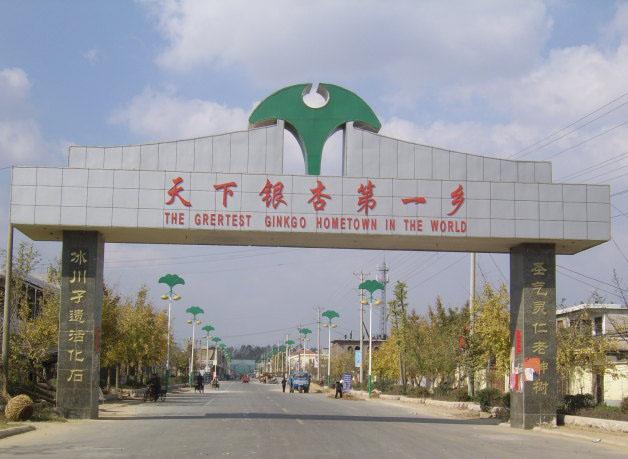 邳州銀杏圖片/邳州銀杏樣板圖 (3)