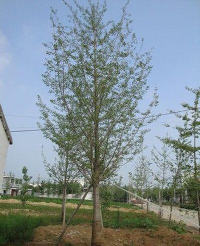 供應(yīng)銀杏實(shí)生樹(shù)
