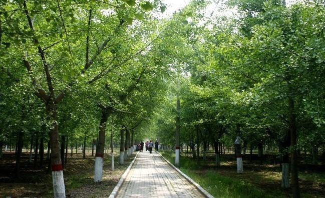 供應(yīng)銀杏實(shí)生樹(shù)