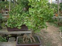 供應(yīng)銀杏樹實生樹