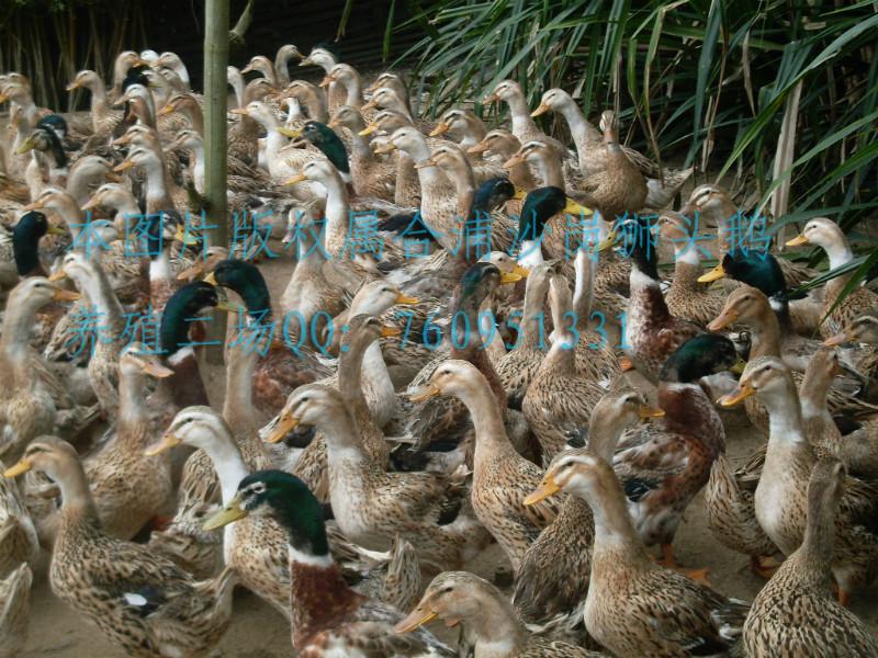 供應(yīng)雜交鴨