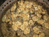 供應(yīng)雜交鴨