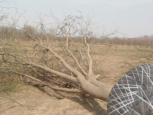 供應(yīng)滄州國槐基地國槐價格17公分