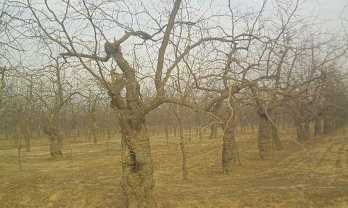 供應(yīng)青島古棗樹30公分價格