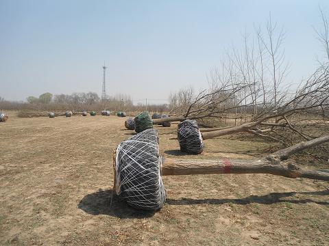 國槐國槐基地15-40公分圖片