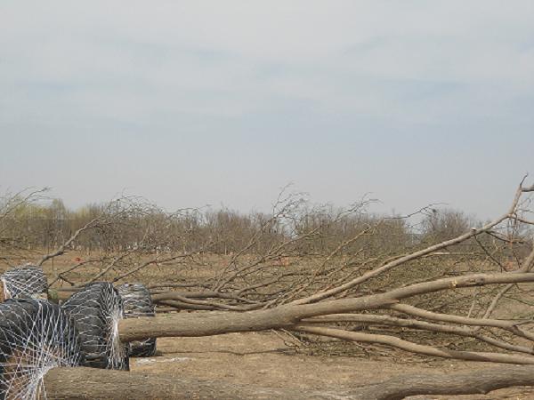 供應(yīng)國槐，滄州國槐，白蠟，合歡10-40公分