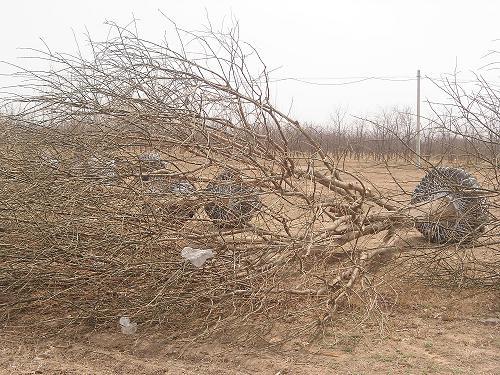 白蠟國槐圖片/白蠟國槐樣板圖 (2)