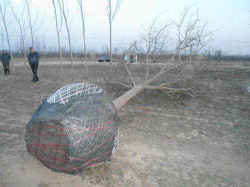 供應滄州國槐國槐基地16公分