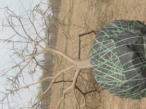 供應(yīng)國槐滄州國槐北京國槐13公分