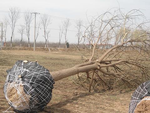 供應(yīng)滄州國槐基地，滄州國槐價(jià)格，河北國槐16公分