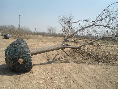 供應(yīng)國槐國槐基地15-40公分