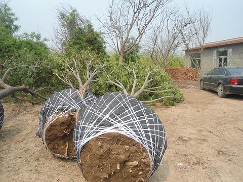 供應(yīng)滄州白蠟山東白蠟基地15公分,滄州白蠟山東白蠟基地,白蠟種植基地