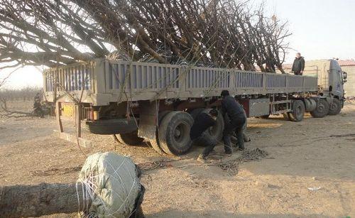 供應(yīng)河北古棗樹30公分