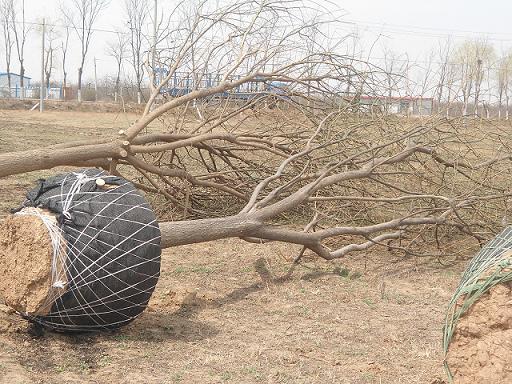 供應(yīng)北京合歡價格15公分