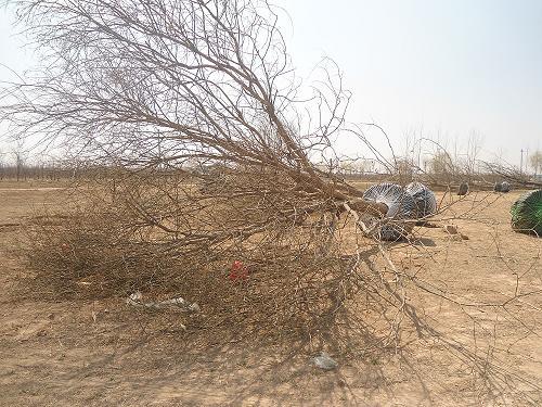 供應(yīng)國槐苗木滄州白蠟樹苗國槐基地