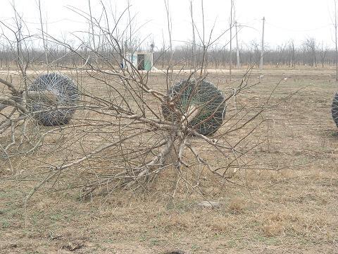 金丝小枣树国槐沧州国槐基地19公分图片