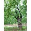 供應(yīng)法桐滄州法桐16公分