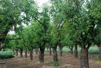 供應(yīng)北京古棗樹滄州古棗樹30公分