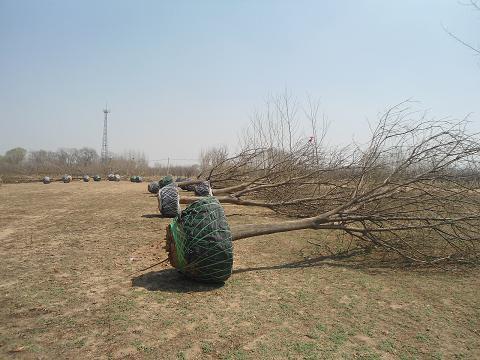 供應(yīng)河北國(guó)槐基地?zé)徜N(xiāo)國(guó)槐白蠟古棗樹(shù)