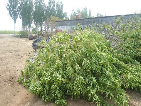 供應(yīng)廊坊綠化法桐20公分