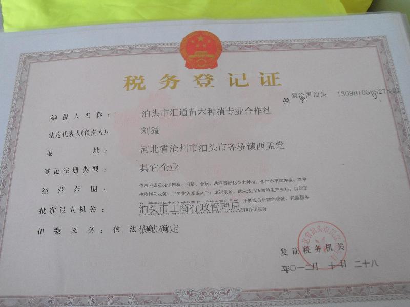 供應(yīng)滄州國槐基地40公分報(bào)價(jià)