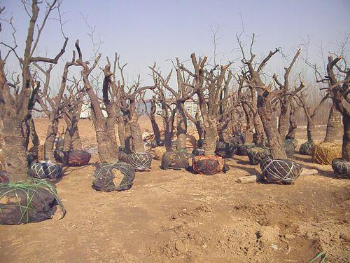 供應(yīng)滄州古棗樹價格15公分