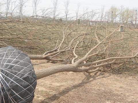 供應(yīng)北京合歡價格15公分