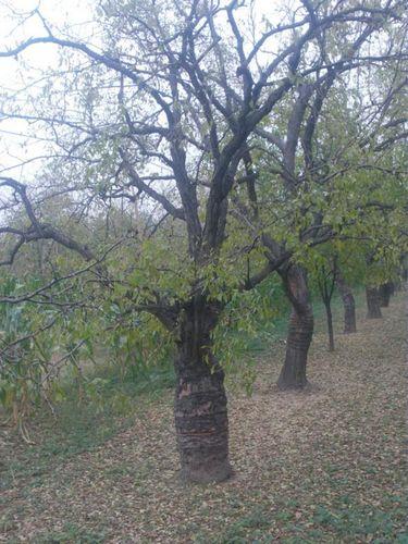 供應(yīng)北京古棗樹滄州古棗樹30公分